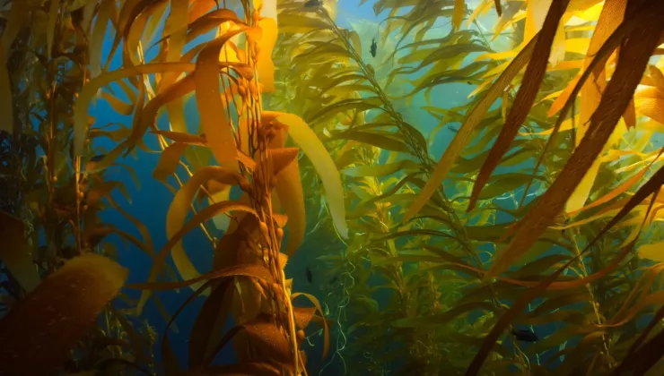 SeaChem seaweed
