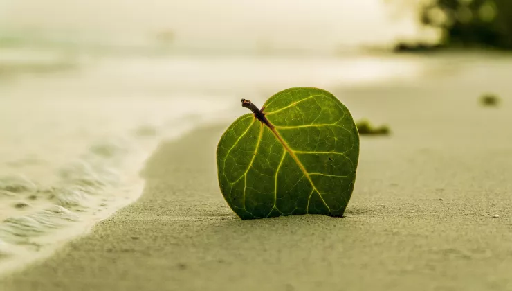 Blad strand